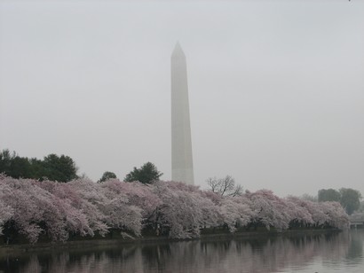 Cherry blossoms blooming in Washington, D.C.